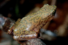 Atelopus flavescens