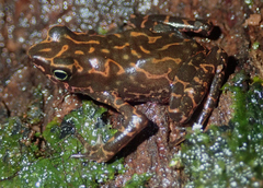 Atelopus flavescens