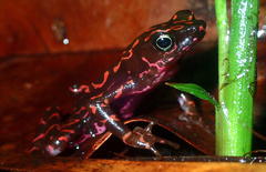 Atelopus flavescens