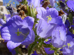 Campanula