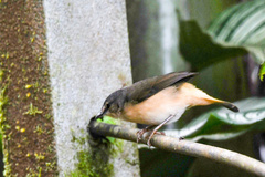 Myiothlypis fulvicauda