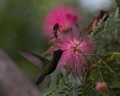 Orthorhyncus cristatus