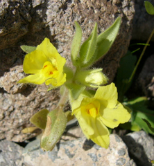 Mohavea breviflora