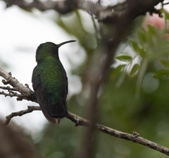 Eulampis holosericeus