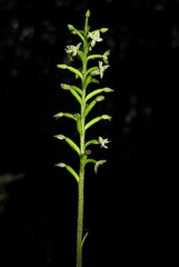 Cranichis diphylla