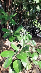 Ficus elastica