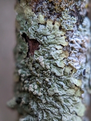 Crespoa crozalsiana