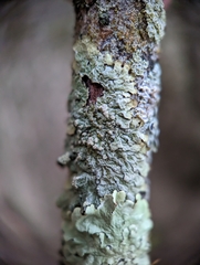 Crespoa crozalsiana