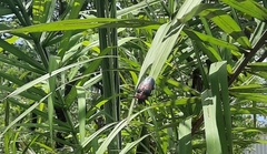 Coraliomela aeneoplagiata