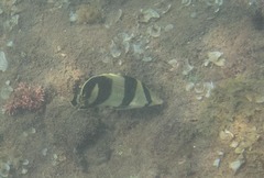 Chaetodon striatus