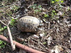 Testudo graeca