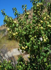 Prunus ilicifolia ilicifolia