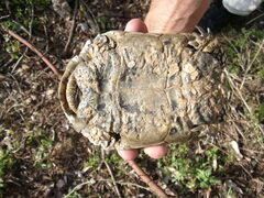 Testudo graeca