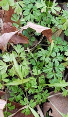 Chaerophyllum procumbens
