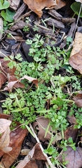 Chaerophyllum procumbens