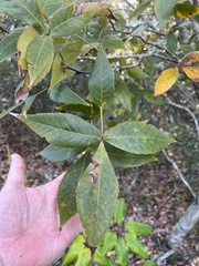 Carya floridana