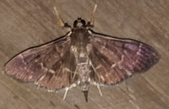 Pilocrocis ramentalis