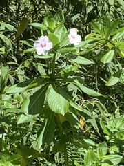 Impatiens sodenii image