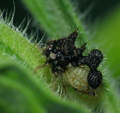 Cyphonia clavigera