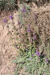 Salvia phlomoides image