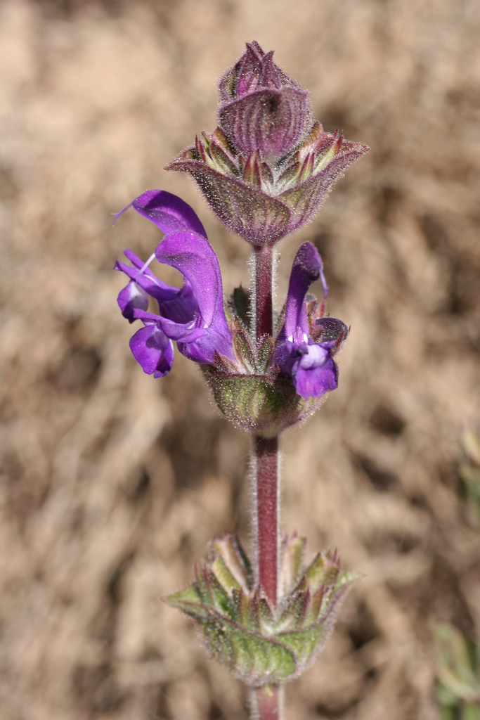 Lampwick Sage