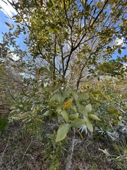 Carya floridana
