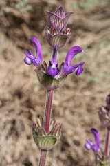 Salvia phlomoides image