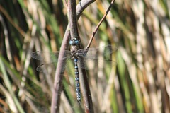 Rhionaeschna californica