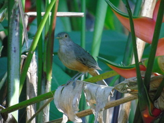Turdus rufiventris