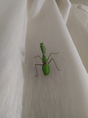 Stagmatoptera biocellata