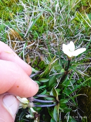 Gentianella bellidifolia