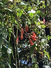 Malvaviscus penduliflorus