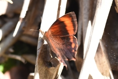 Lasiophila phalaesia