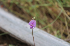 Tephrosia cinerea
