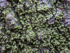 Candelariella efflorescens