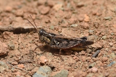 Baeacris