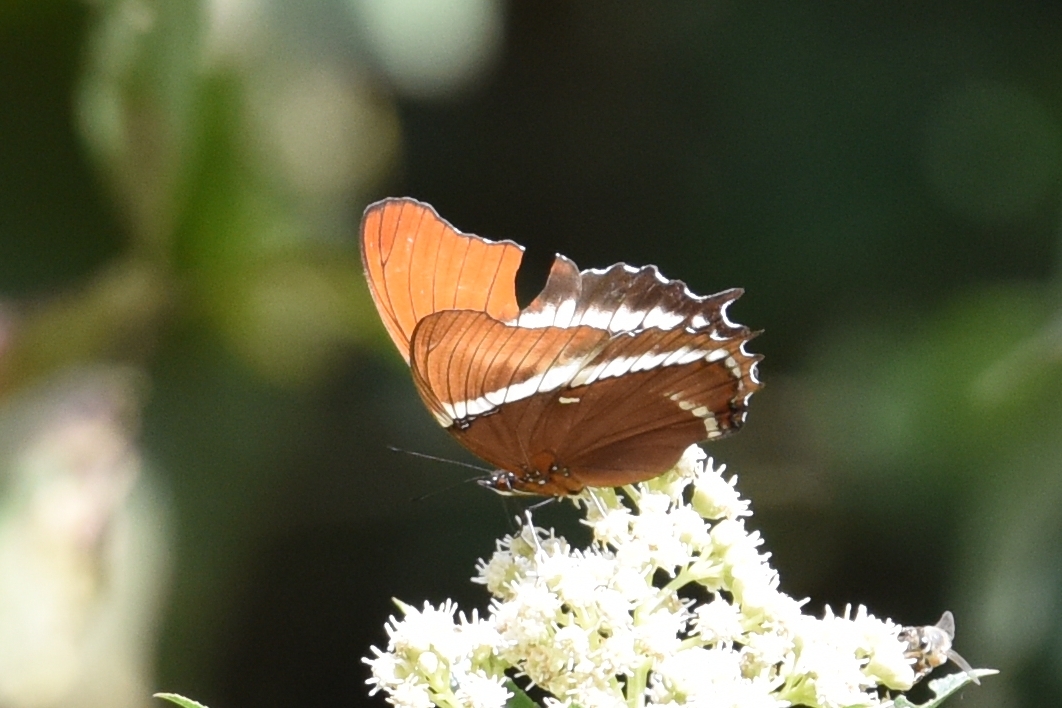 Nymphalinae image