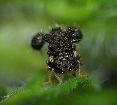 Cyphonia clavigera