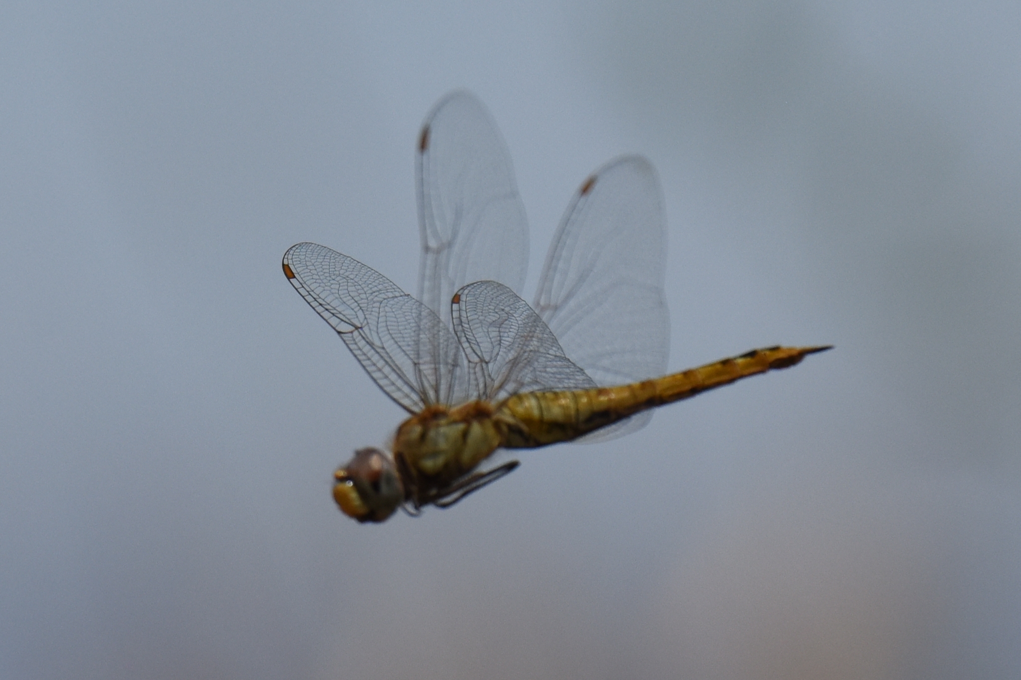 Pantala flavescens image