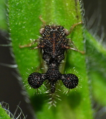 Cyphonia clavigera