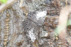 Hamadryas amphichloe