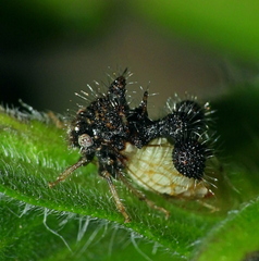 Cyphonia clavigera