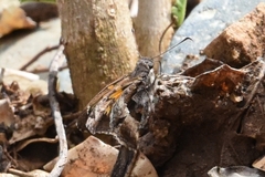Chioides