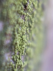 Candelariella efflorescens