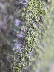 Candelariella efflorescens