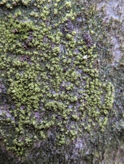 Candelariella efflorescens