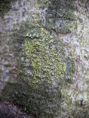 Candelariella efflorescens