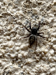 Habronattus pyrrithrix