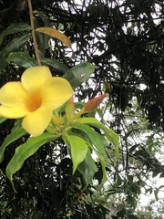 Allamanda cathartica