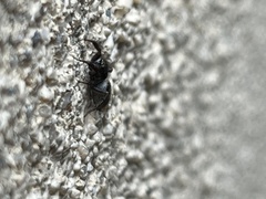 Habronattus pyrrithrix